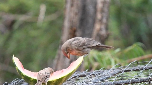 Bronzed Cowbird - ML607339741