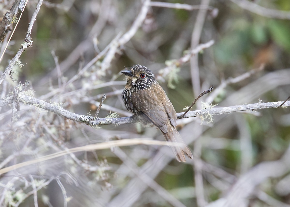 Black-streaked Puffbird - ML607339971