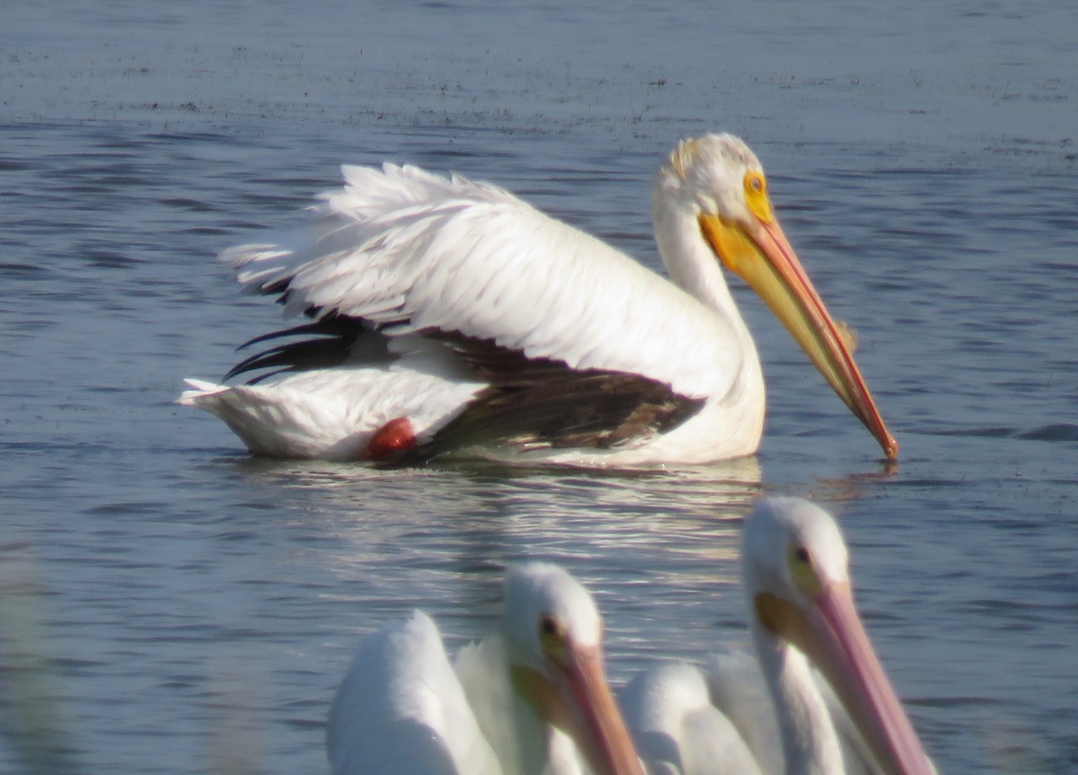 pelikán severoamerický - ML60734001