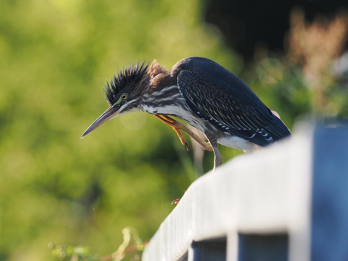 Green Heron - ML607340961