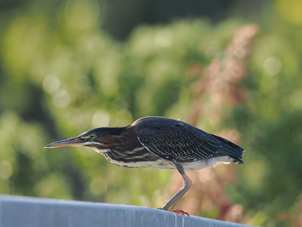 Green Heron - ML607340971