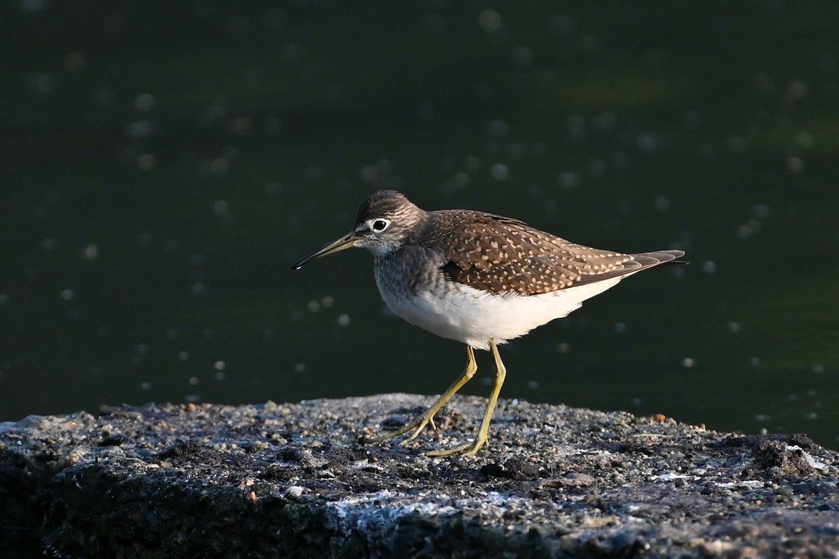 Solitary Sandpiper - ML607341321