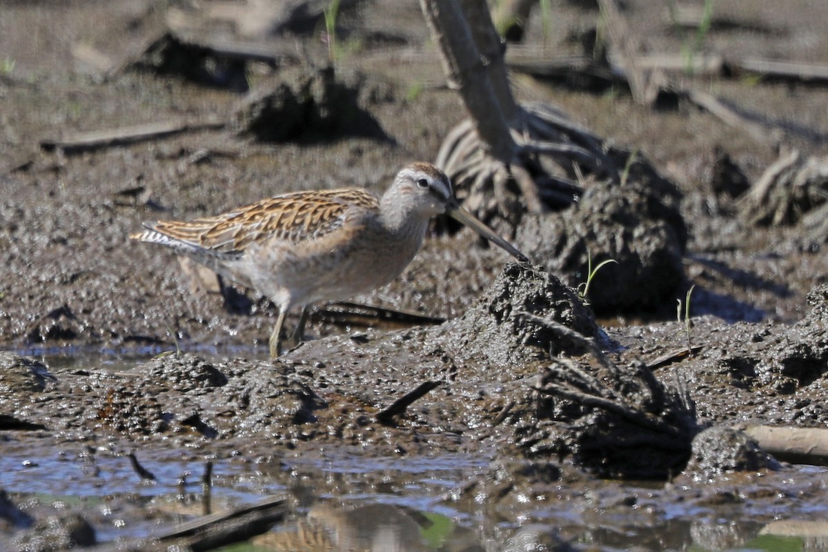 Short-billed Dowitcher - ML607341551