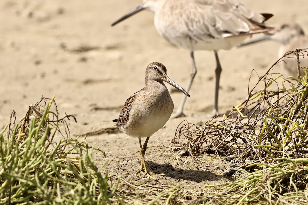 Short-billed Dowitcher - ML607343221