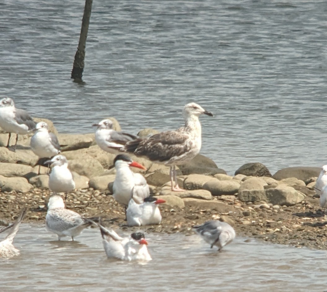 Lesser Black-backed Gull - Michelle Gianvecchio