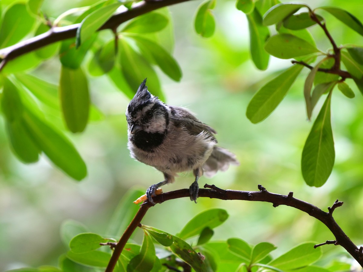 Bridled Titmouse - Dennis Arendt