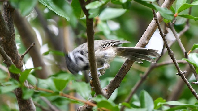 Bridled Titmouse - ML607344331