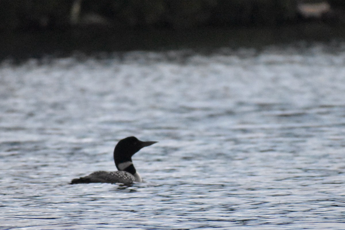 Common Loon - ML607344691