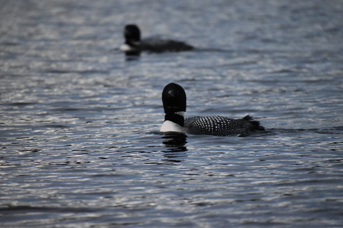 Common Loon - ML607344711