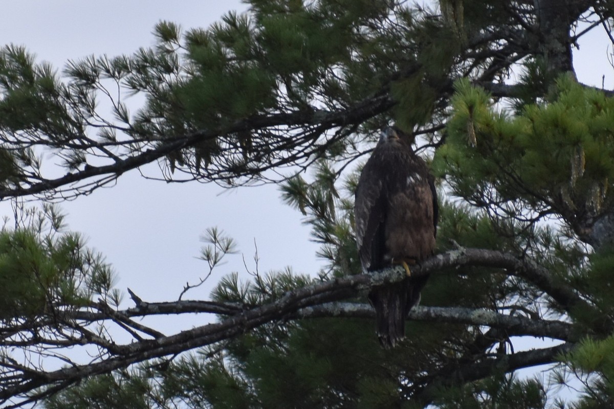 Bald Eagle - ML607344991