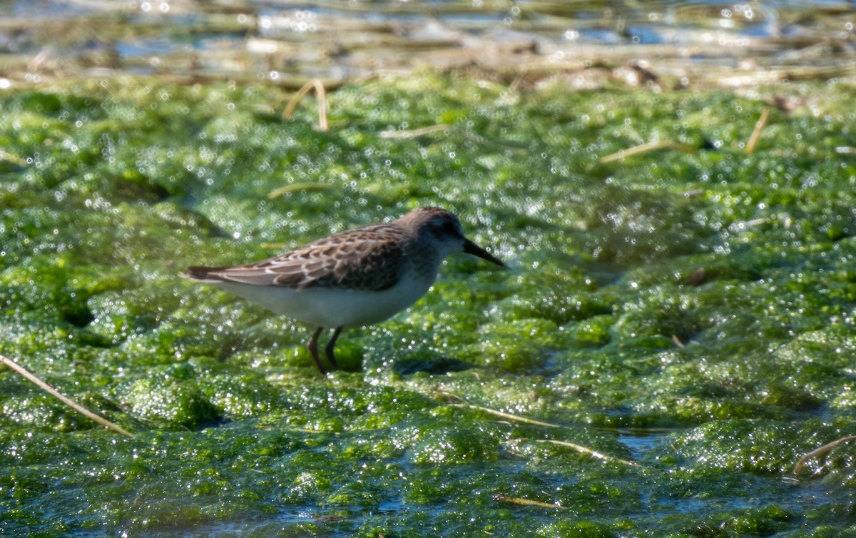 Semipalmated Sandpiper - ML607345001