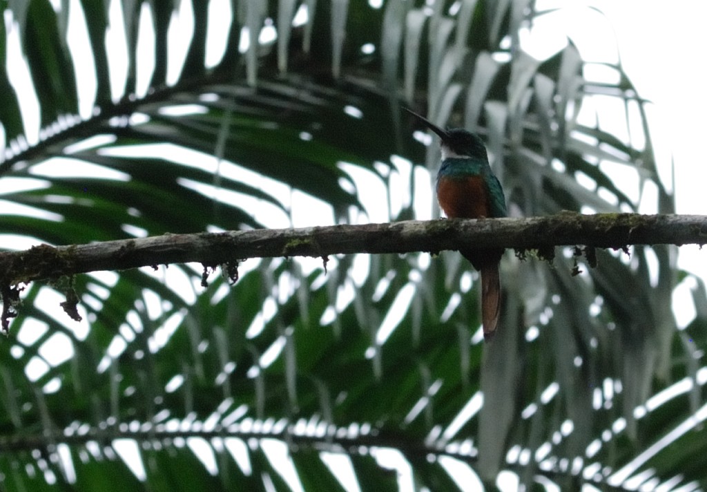 Rufous-tailed Jacamar - Anonymous