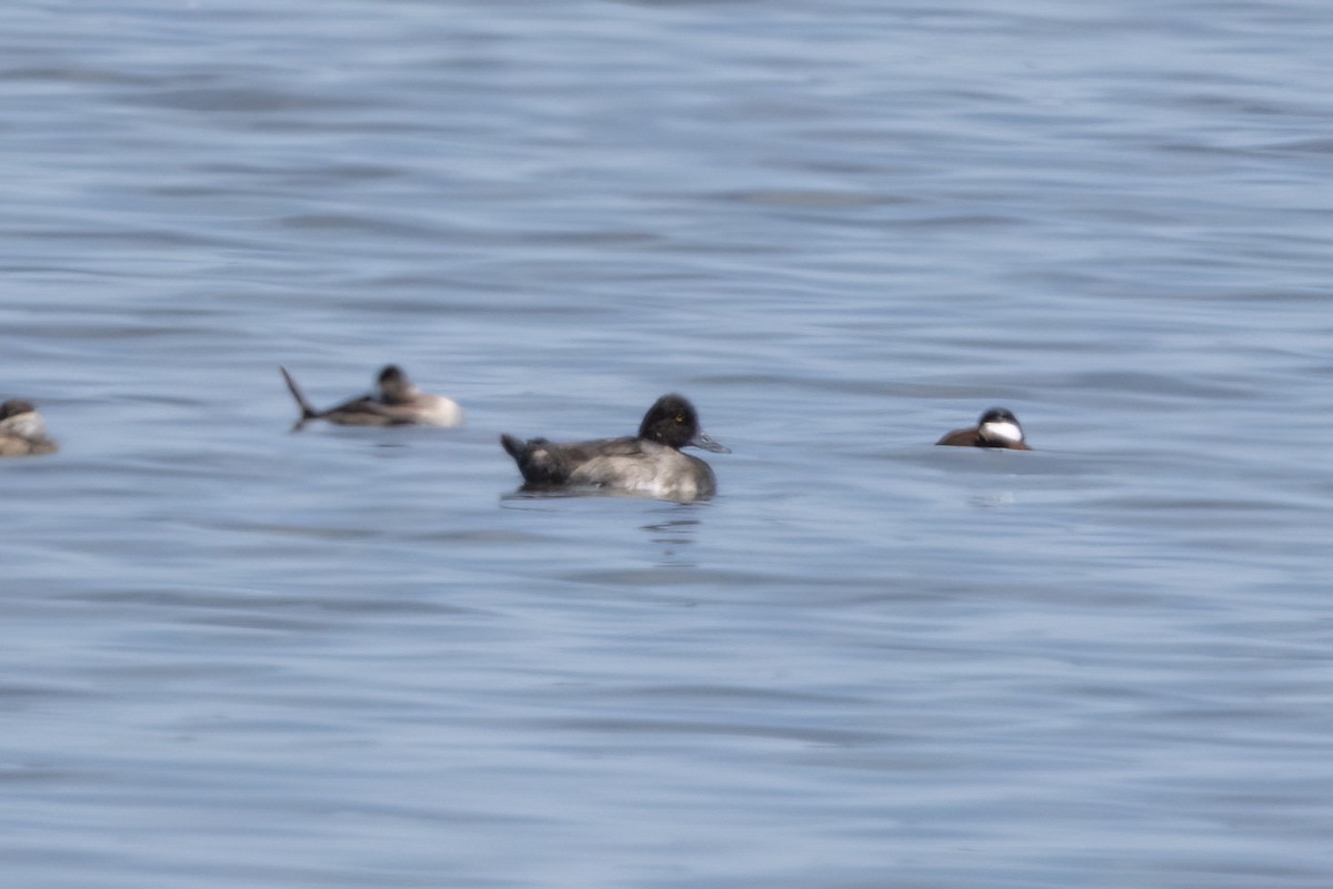 Lesser Scaup - ML607348681