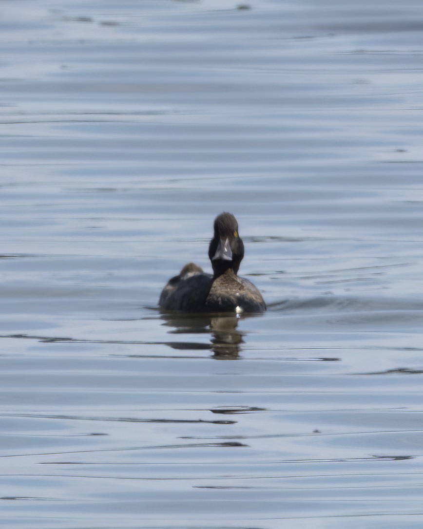 Lesser Scaup - ML607348691