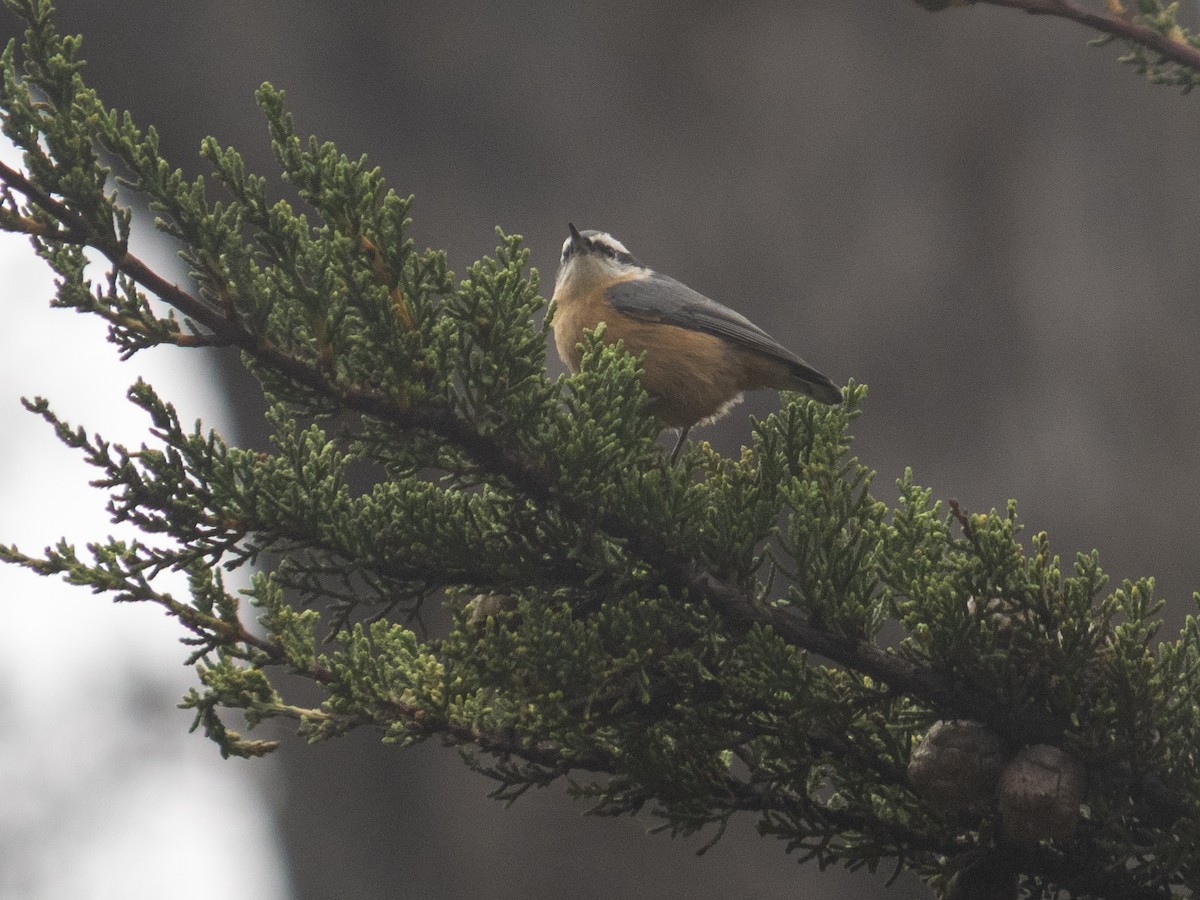 Red-breasted Nuthatch - ML607348791