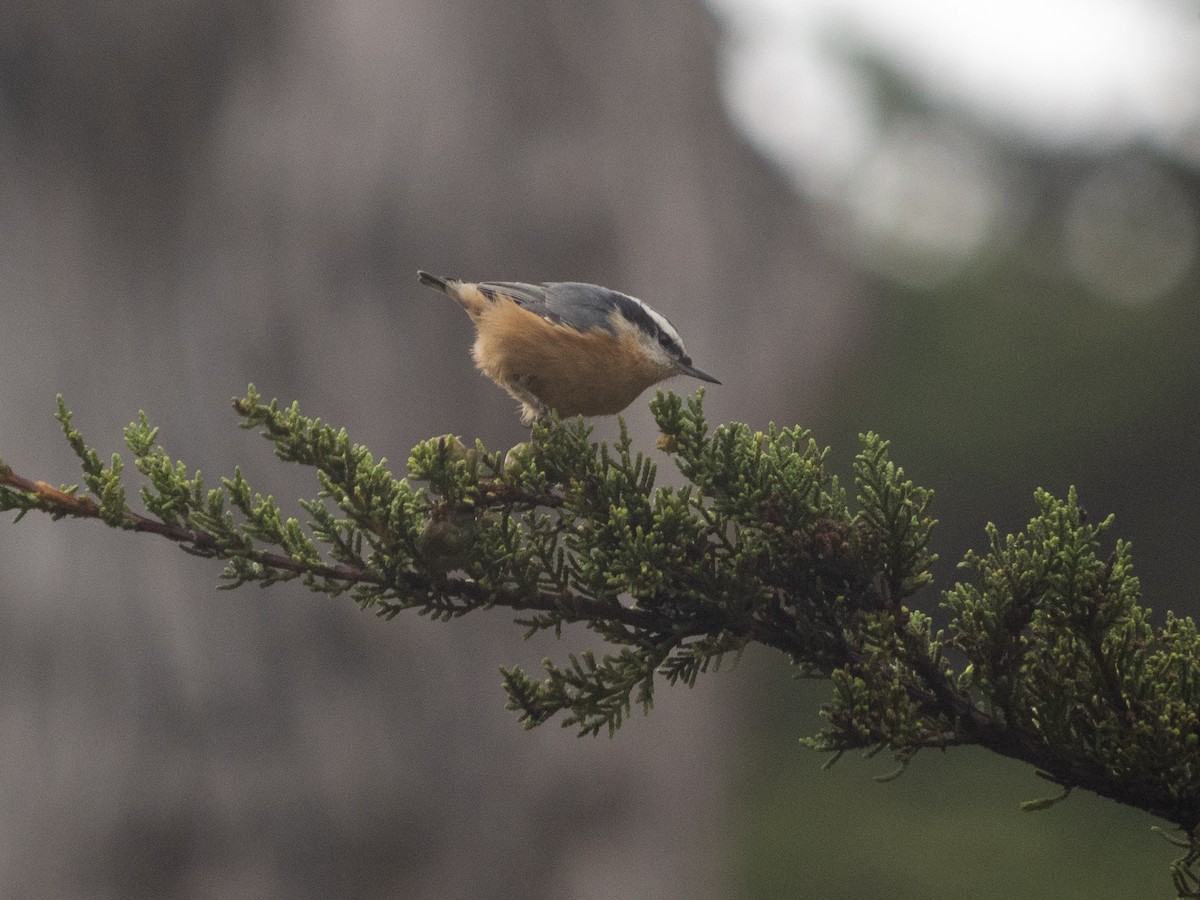Red-breasted Nuthatch - ML607348801