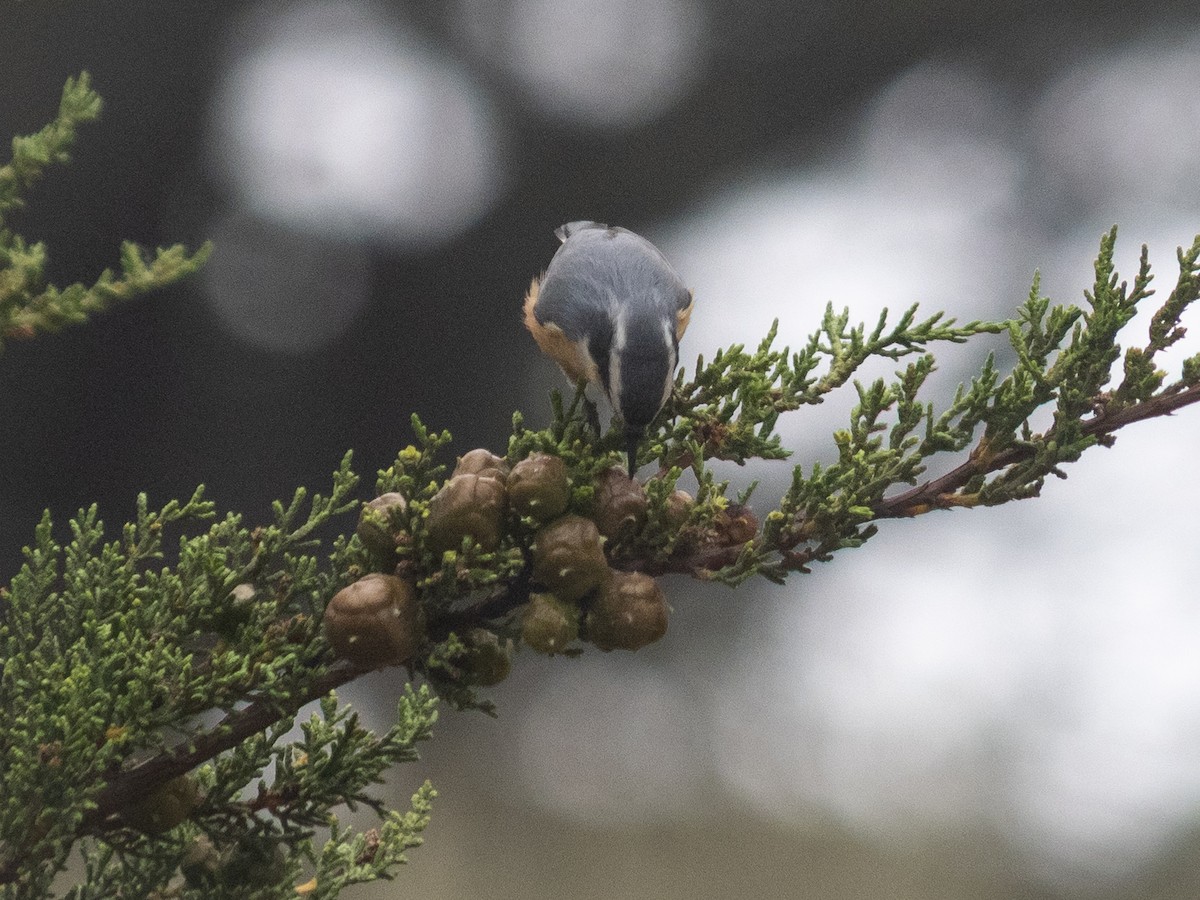 Red-breasted Nuthatch - ML607348811