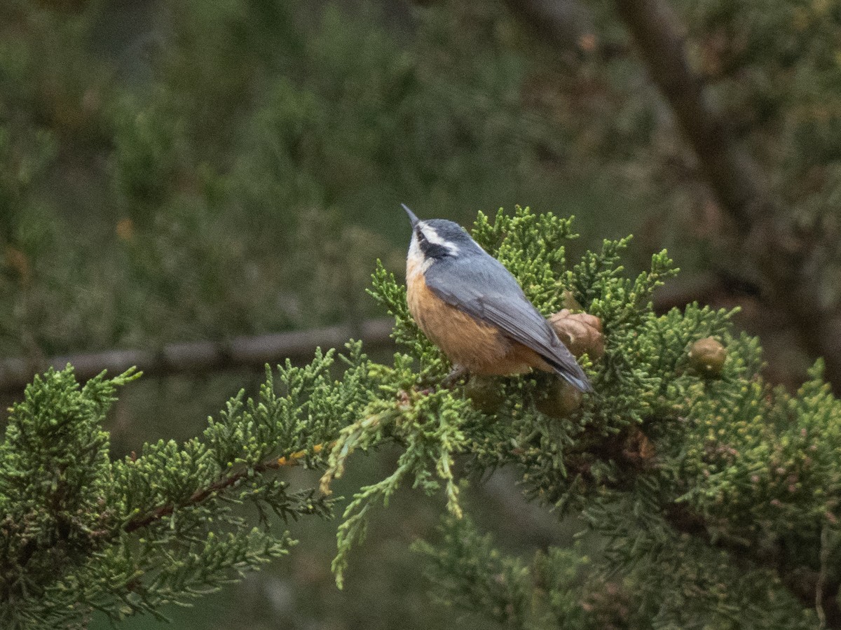 Red-breasted Nuthatch - ML607348831