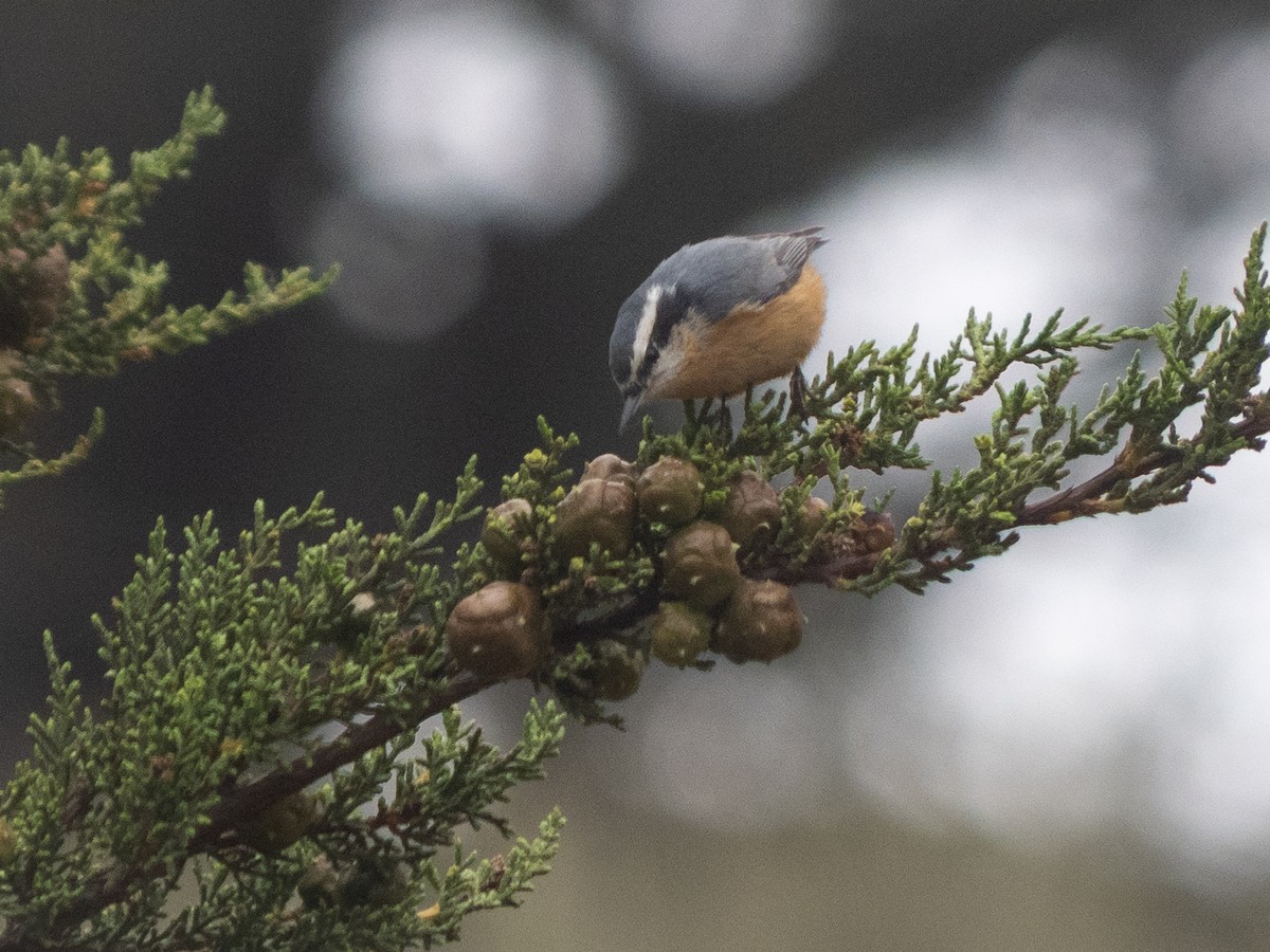 Red-breasted Nuthatch - ML607348841