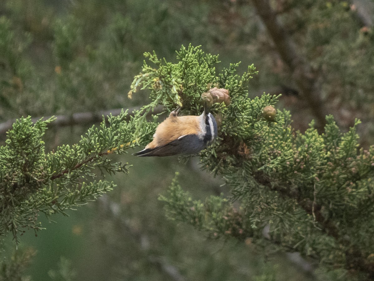 Red-breasted Nuthatch - ML607348861