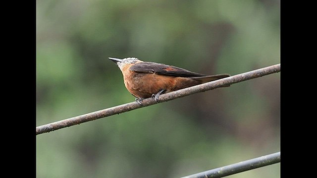 Cliff Flycatcher - ML607350401