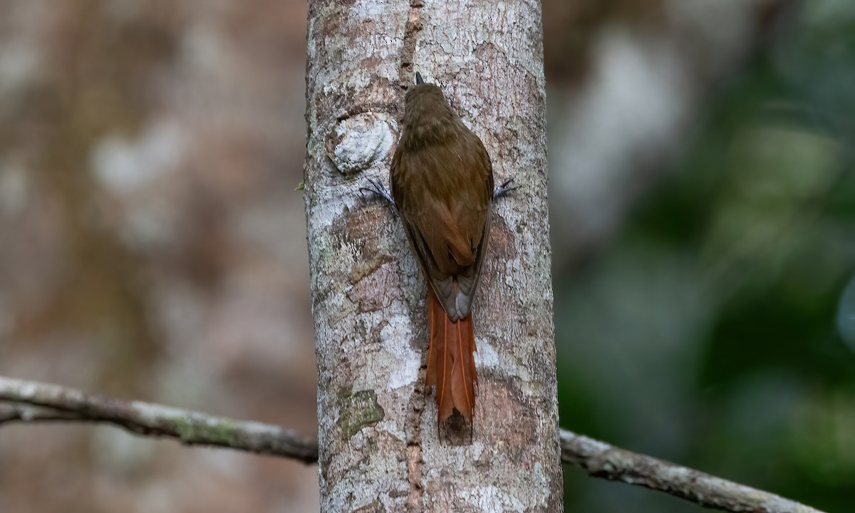 Wedge-billed Woodcreeper (spirurus Group) - ML607350671