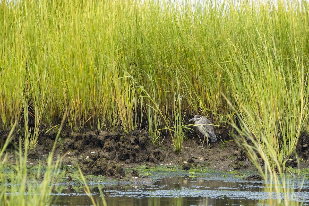 Yellow-crowned Night Heron - ML607350701