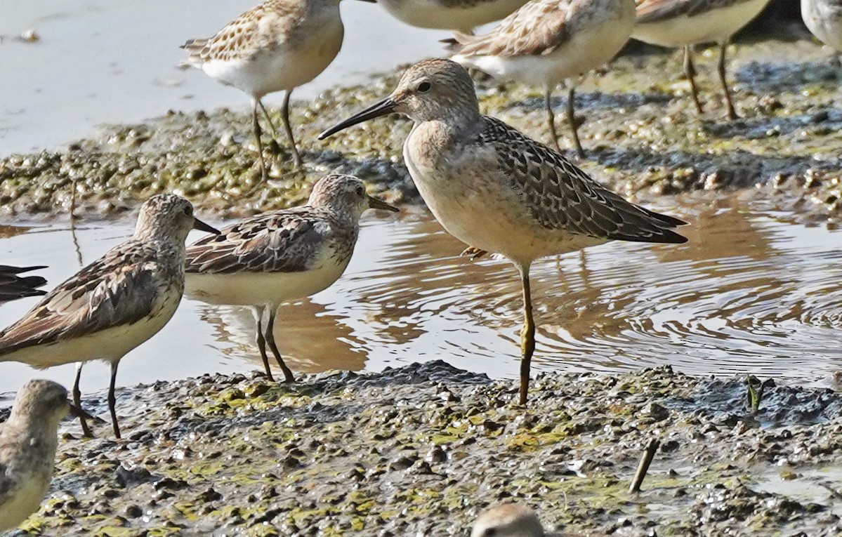 Stilt Sandpiper - ML607352361