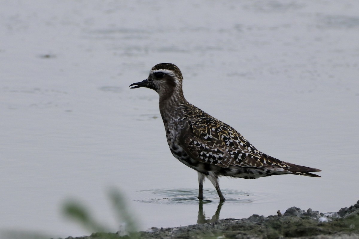 American Golden-Plover - ML607352721