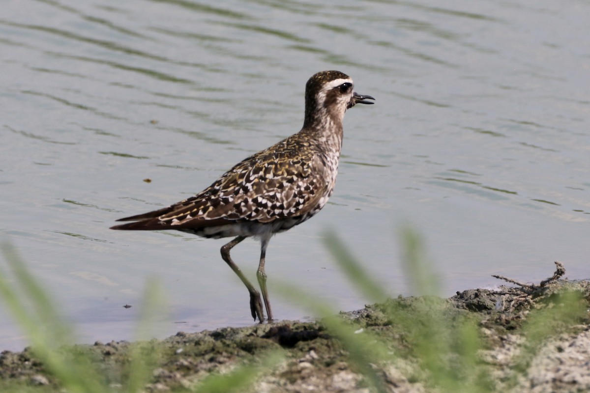 American Golden-Plover - ML607352731