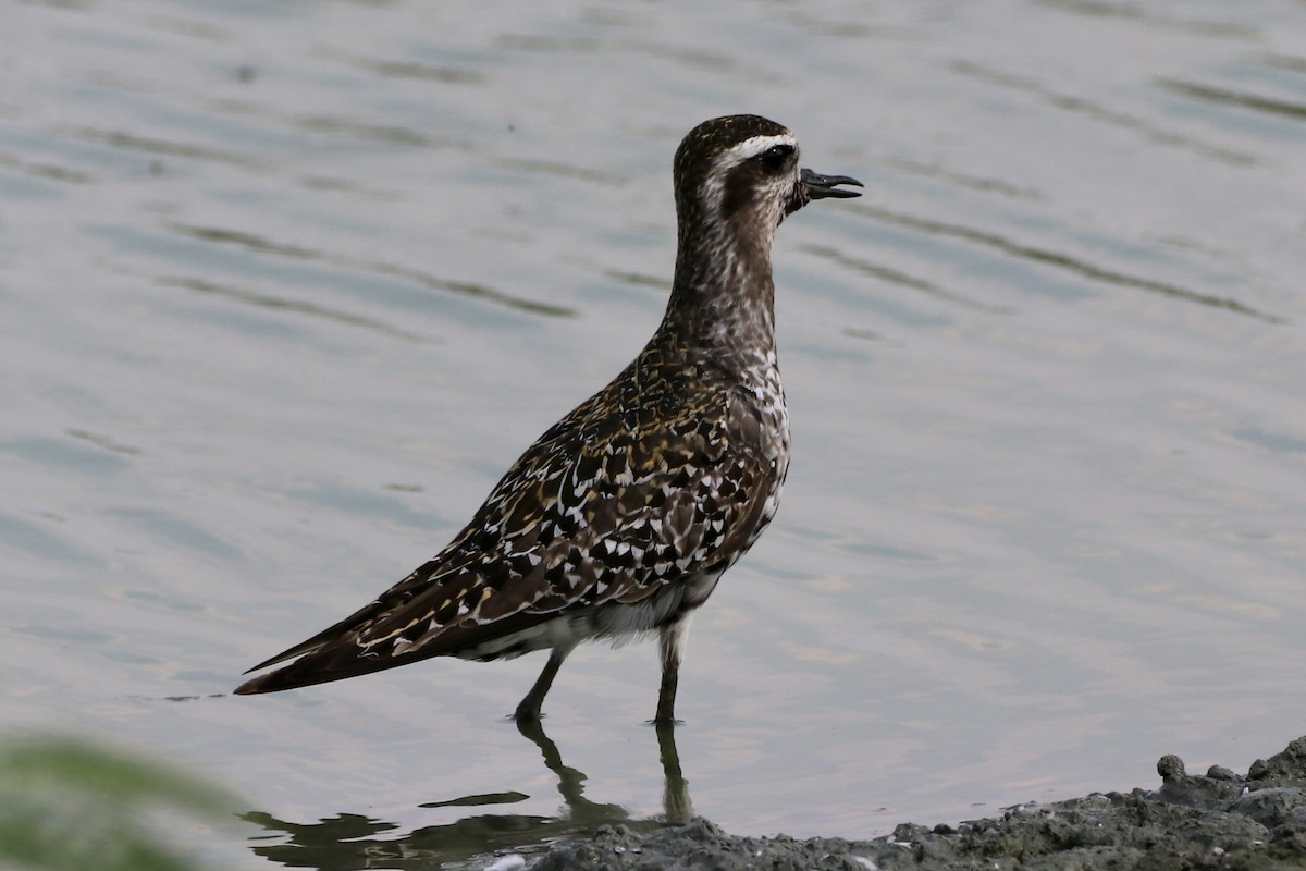 American Golden-Plover - ML607352741