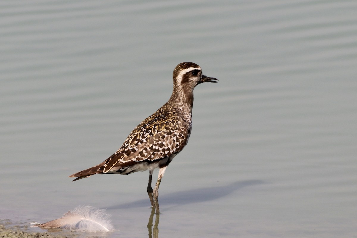 American Golden-Plover - ML607352751