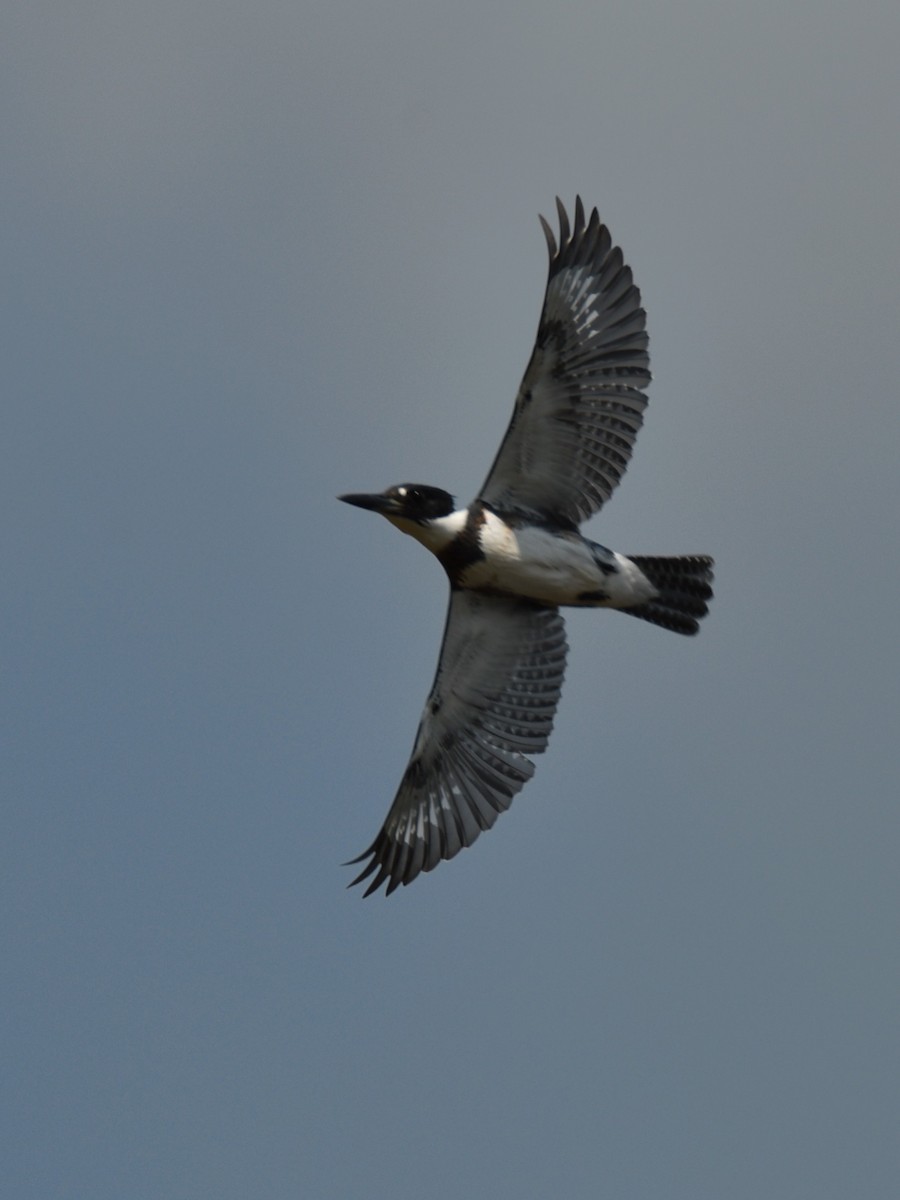 Belted Kingfisher - Lynn Kohler