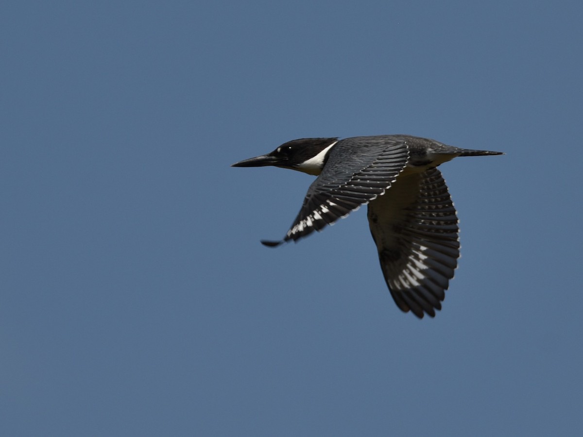 Belted Kingfisher - Lynn Kohler