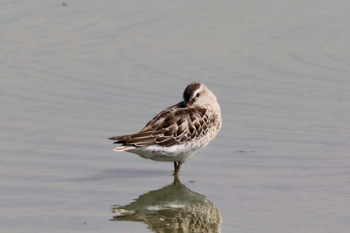 Stilt Sandpiper - ML607352891