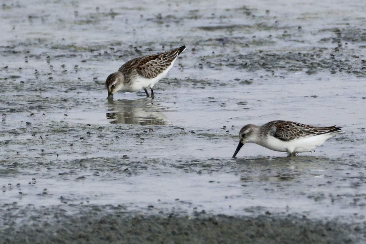 Western Sandpiper - ML607352931