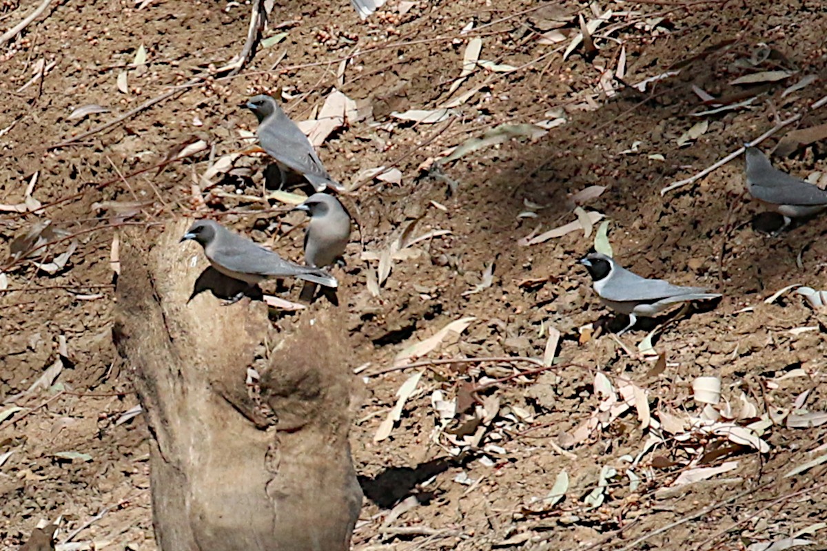 Masked Woodswallow - ML607353011