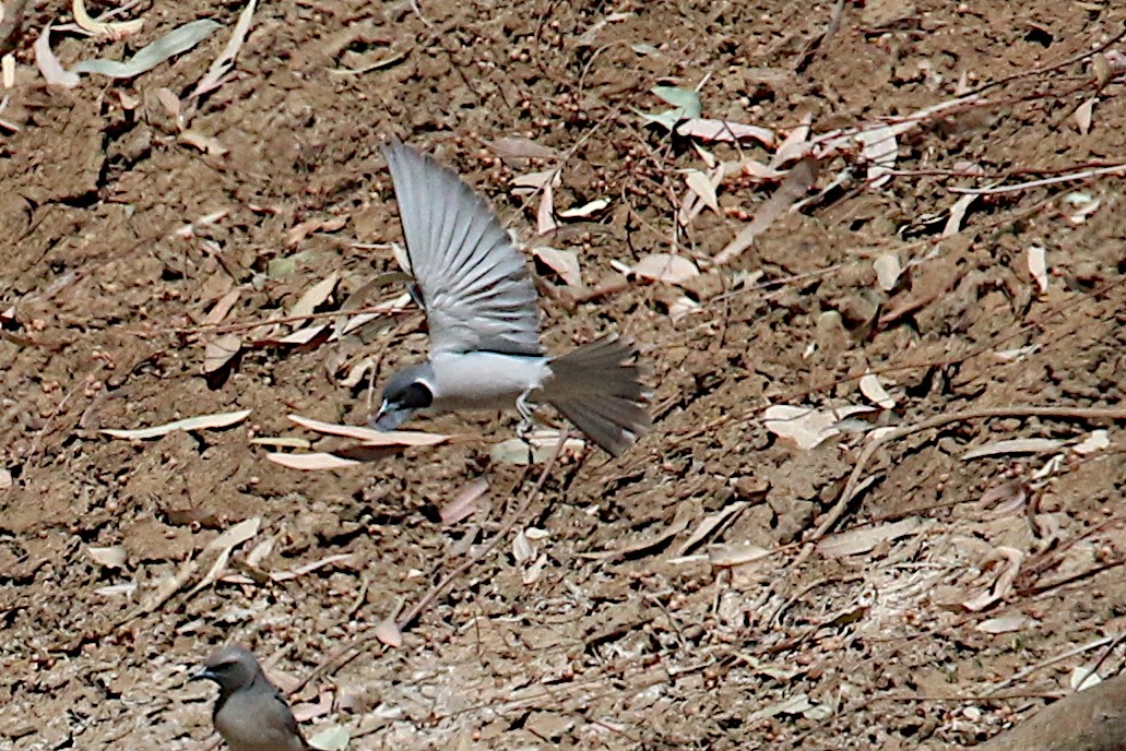 Masked Woodswallow - ML607353031