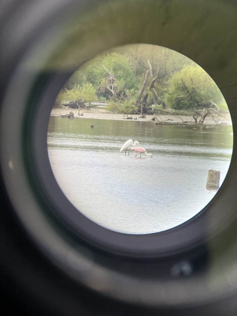 Roseate Spoonbill - ML607353211