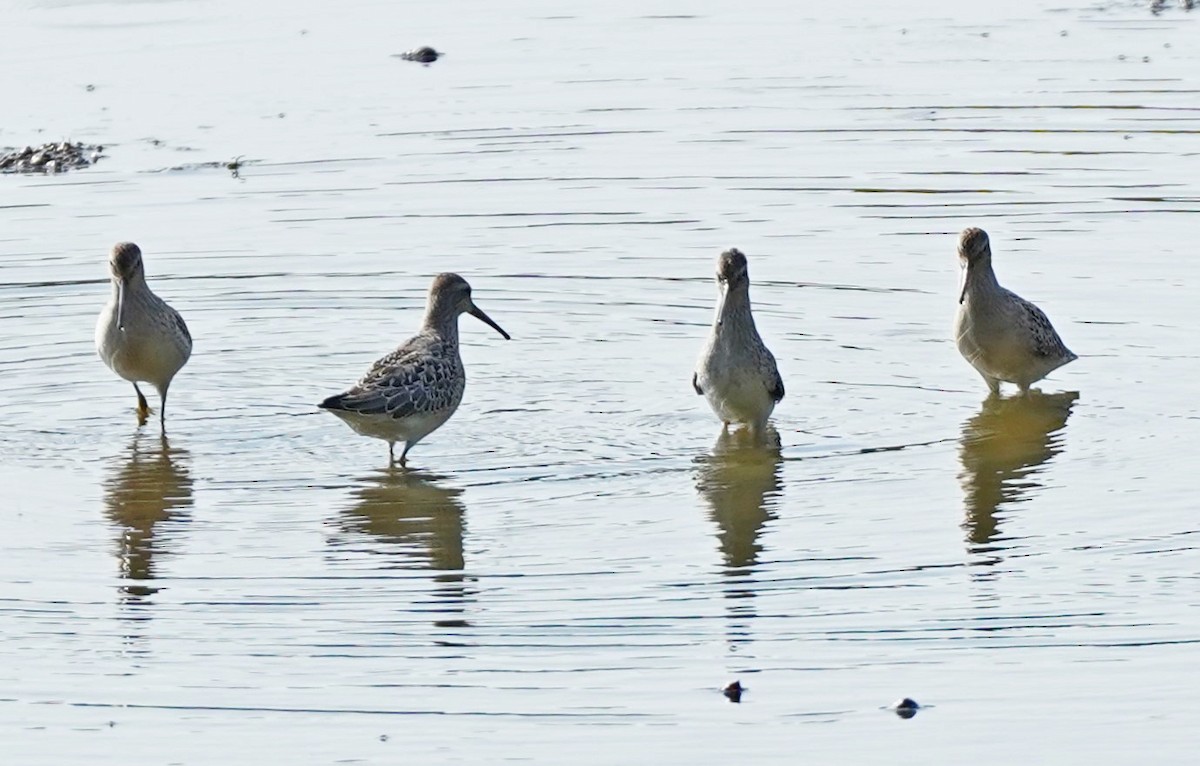 Stilt Sandpiper - John Daniel