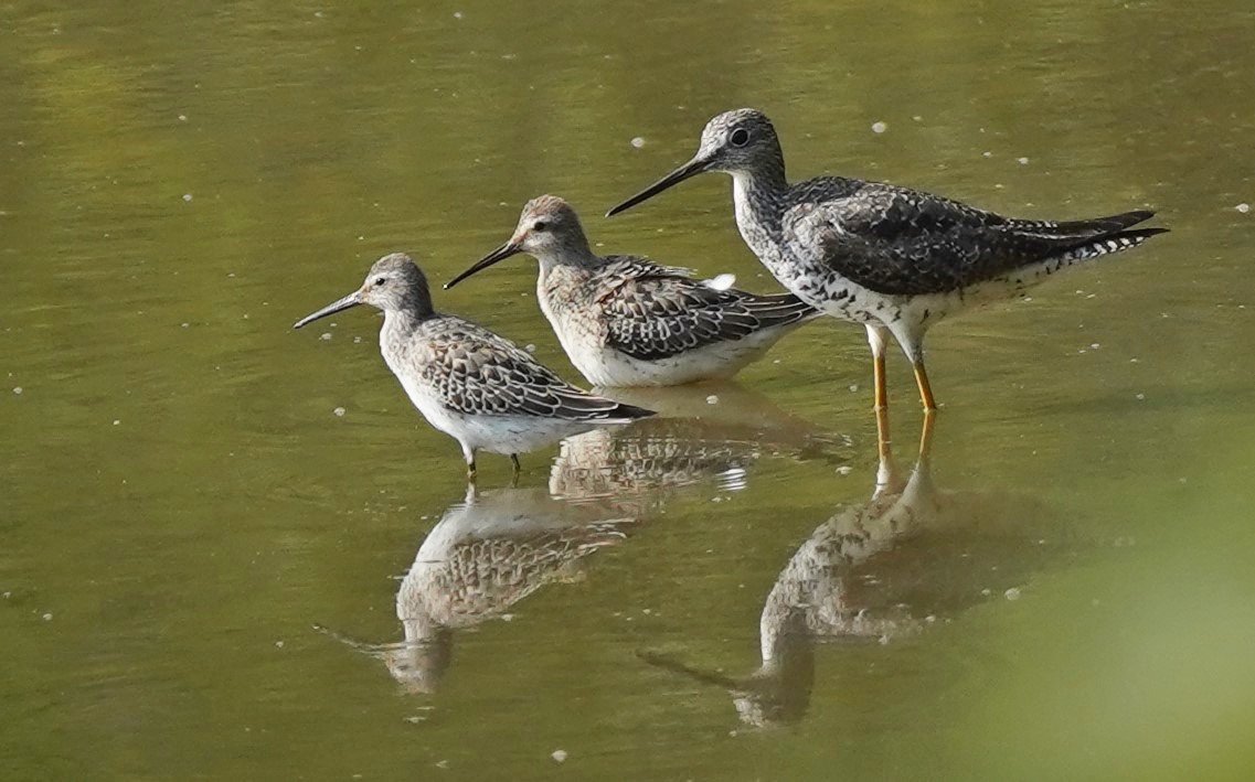 Stilt Sandpiper - ML607353411