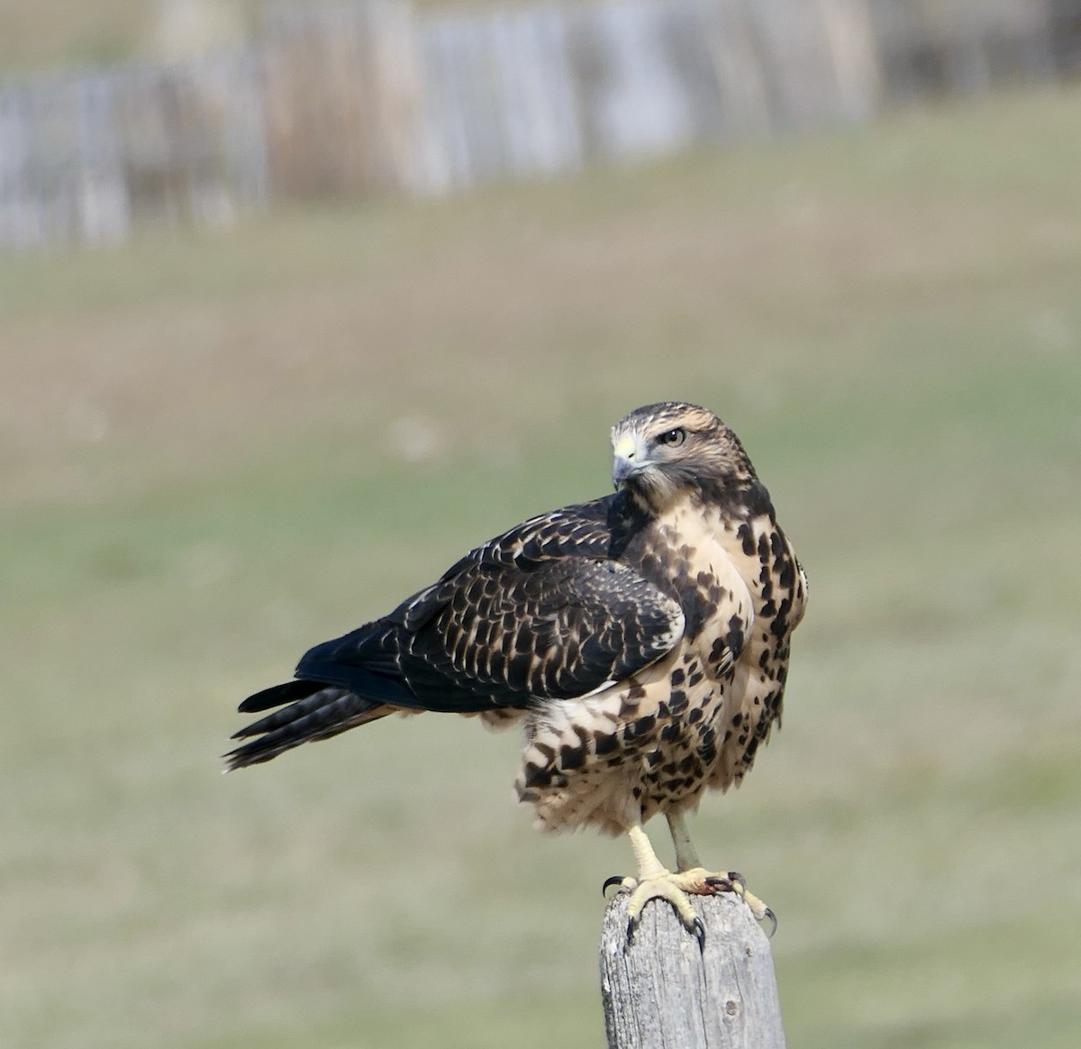 Swainson's Hawk - ML607353991