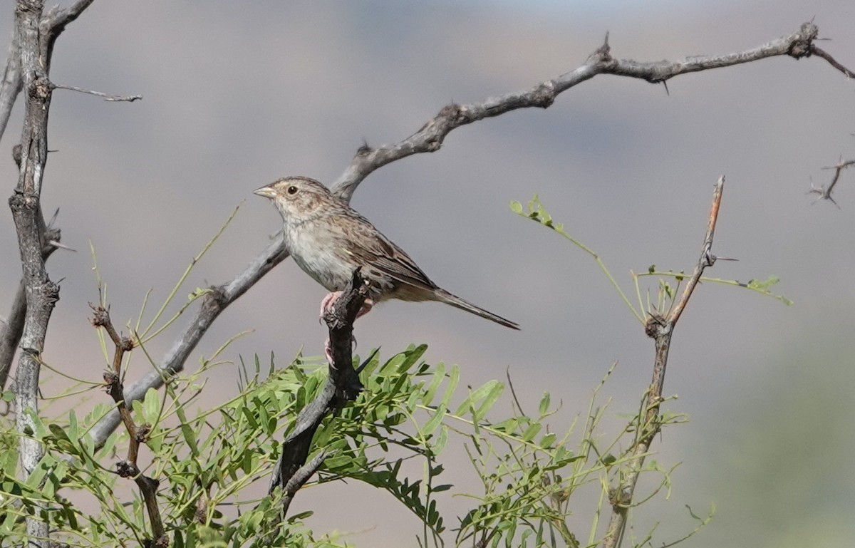 Cassin's Sparrow - ML607354461