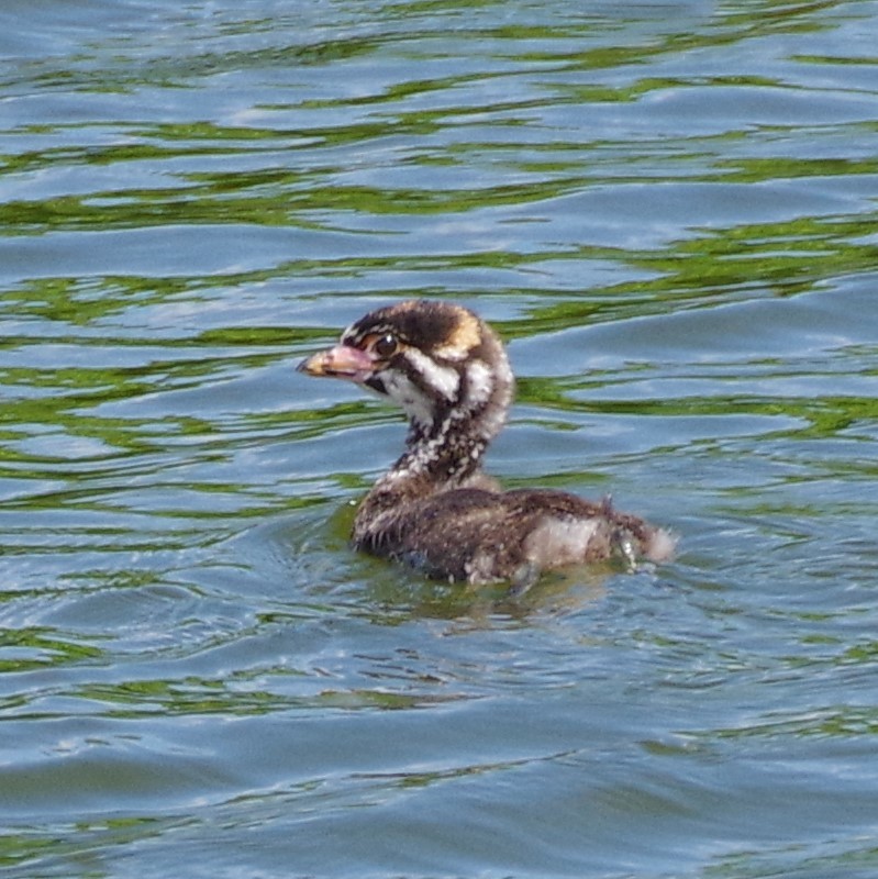 Pied-billed Grebe - ML607354471