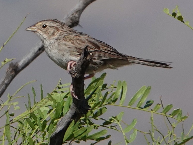 Cassin's Sparrow - ML607354481