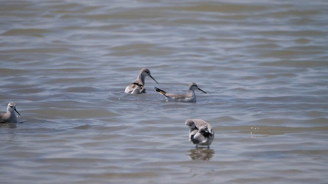 Wilson's Phalarope - ML607354511