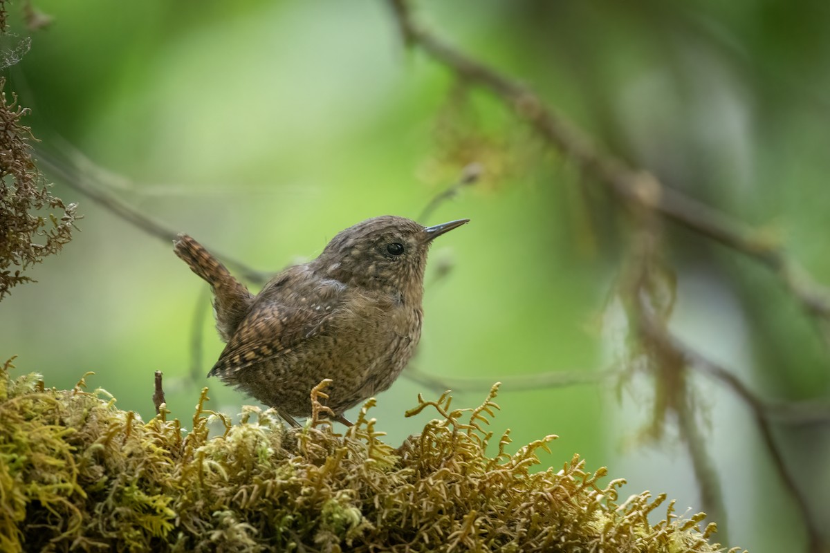 Pacific Wren - ML607355731