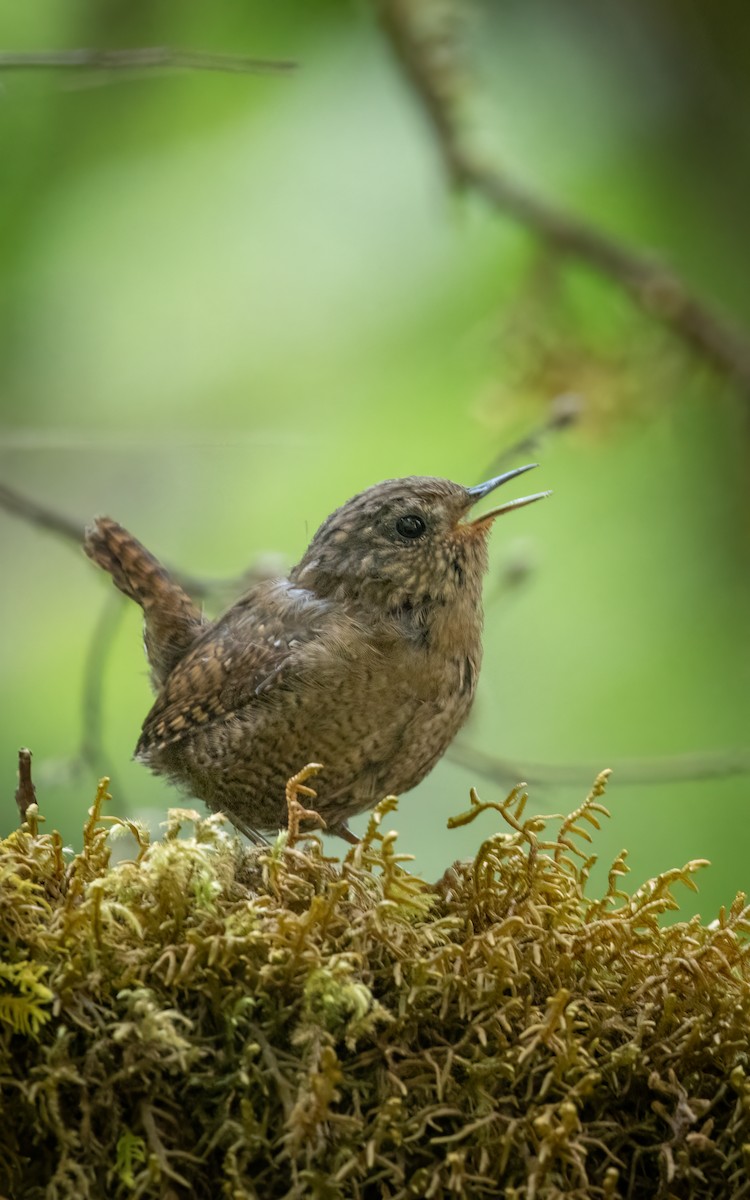 Pacific Wren - ML607356611