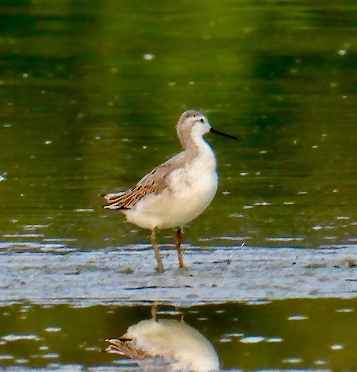 hvithalesvømmesnipe - ML607356721