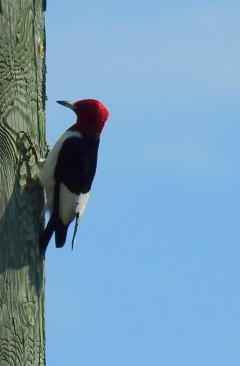 Red-headed Woodpecker - ML607357891